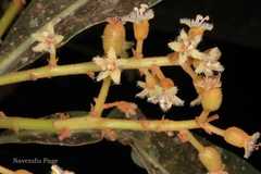 Holigarna arnottiana